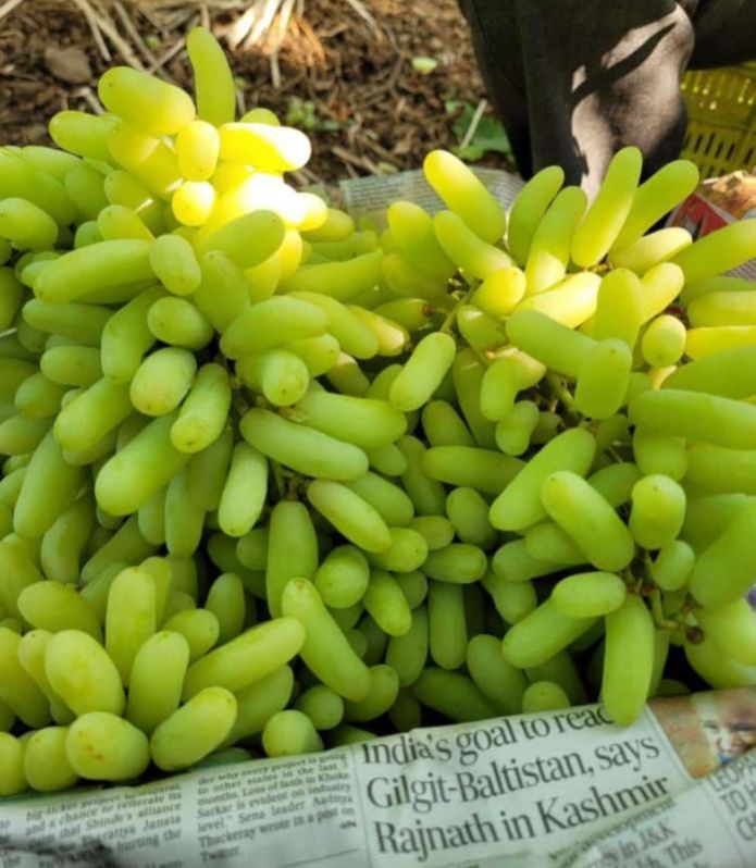 Natural A Grade Green Grapes, Shelf Life 30 days +, Packaging Type