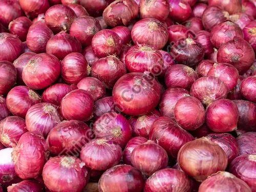A Grade Red Onion, for Cooking, Shelf Life : 20 days +