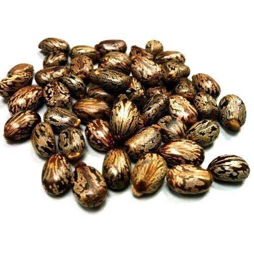 Natural Castor Oil Seeds, Style : Dried