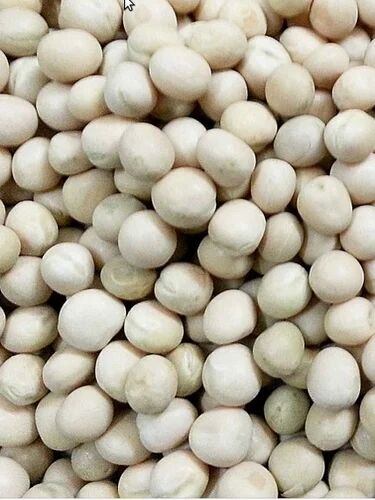 Natural White Pea, for Cooking, Packaging Type : Gunny Bags