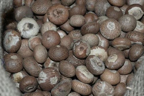 Whole Areca Nuts, Style : Dried