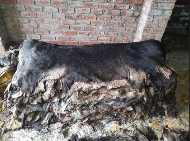 Plain Raw Salted Buffalo Hides, For Upholstery, Leather Shoes, Bags, Garments, Etc, Color : Black