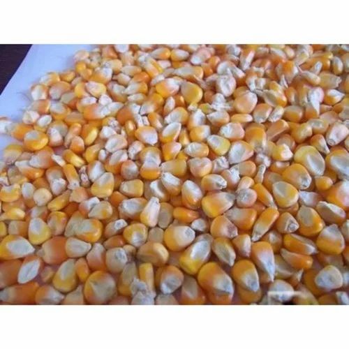 Yellow Maize Seeds, for Animal Feed, Packaging Type : Jute Bags