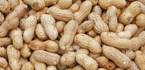 Organic Groundnut, For Oil, Packaging Type : Plastic Packat