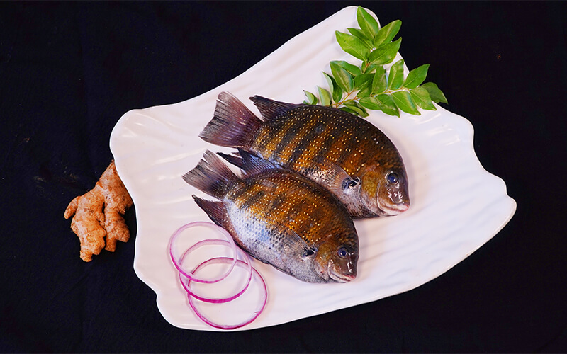 Fresh Local Kalundar Fish