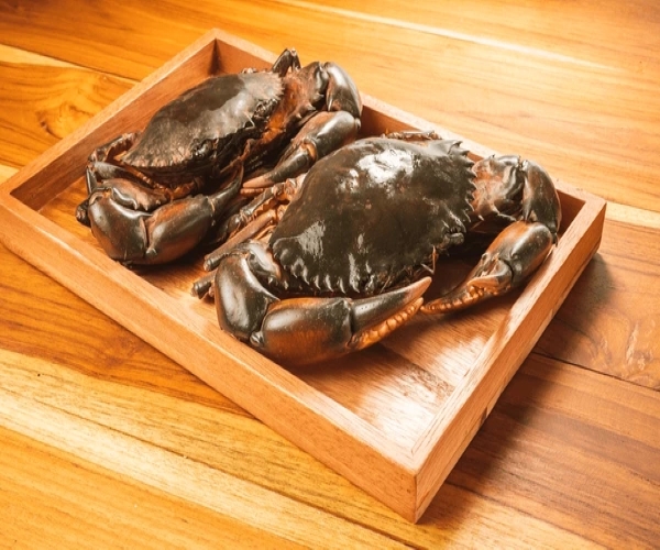 Fresh Premium Black Shell Mud Crabs
