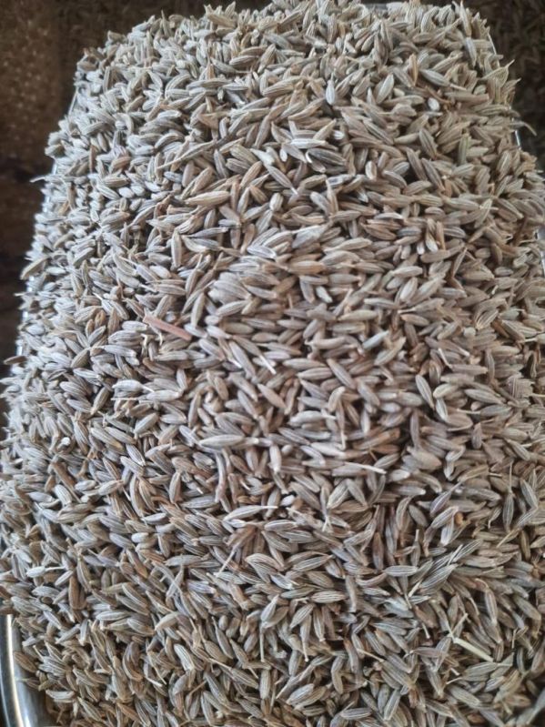 Light Brown Cumin Seed - Singapore 99%, for Cooking, Powder, Packaging Size : 40 Kg