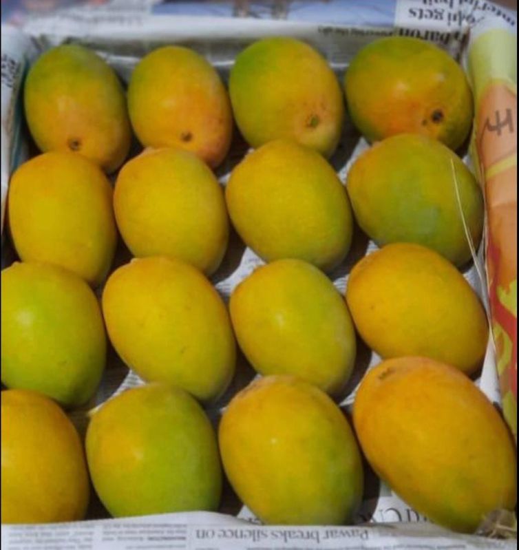 Devgad Alphanso organic mango, Packaging Size : 5kg
