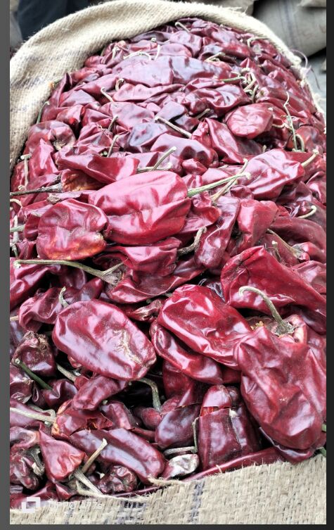 Organic Dry Red Chilli, For Spices, Packaging Type : Plastic Packet