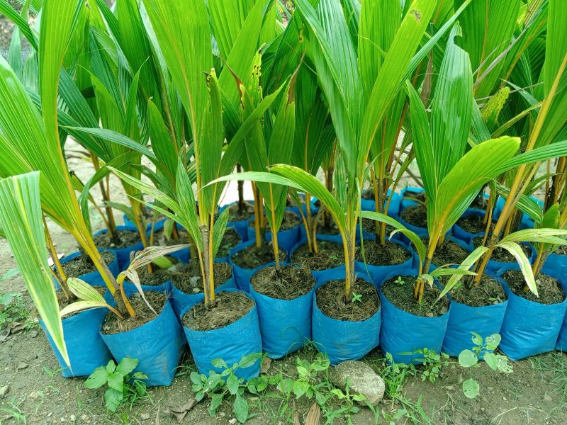 Coconut Round Soft Hybrid Plant, For Drinking Purpose, Size : 40