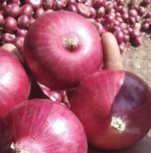 Big Onion