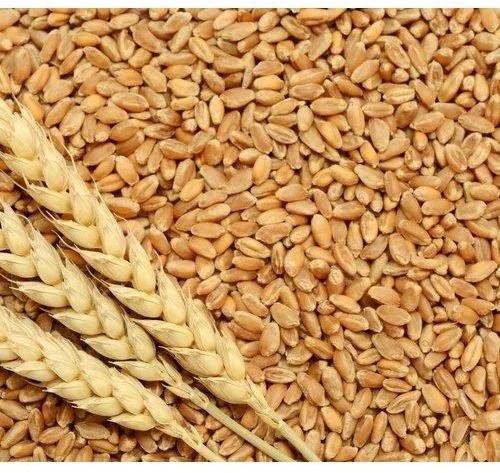 Creamy Organic Wheat Grain, For Making Bread, Cooking, Cookies, Packaging Type : Pp Bag