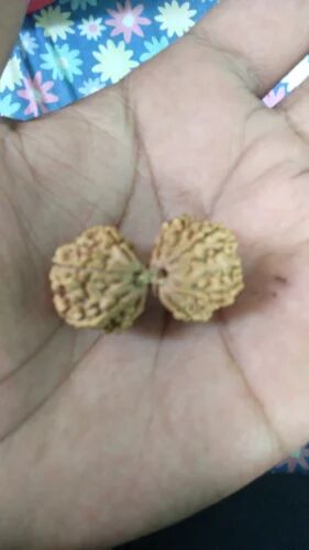 Light Brown Gauri Shankar Rudraksha, for Religious, Size : Standard