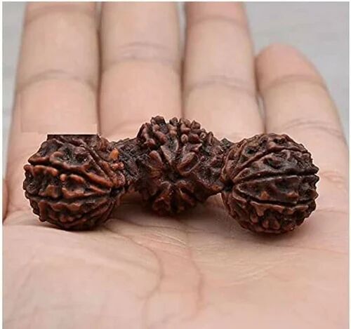 Dark Brown Trijuti Rudraksha, for Religious, Size : Standard