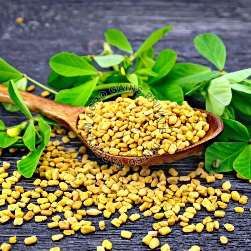 Yellow Common Fenugreek Seeds, for Cooking, Grade Standard : Food Grade