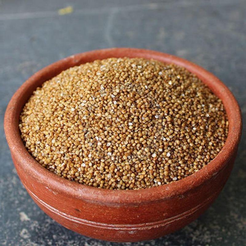 foxtail millet