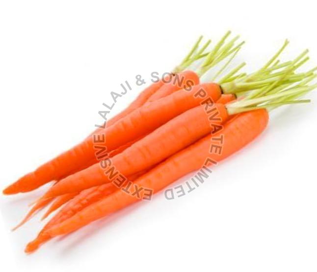 Red Organic Fresh Carrot, for Snacks, Pickle, Cooking, Shelf Life : 7 To 10 Days