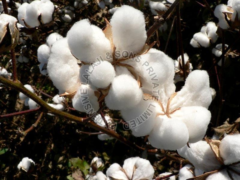 White Raw Cotton, for Textile Industry, Feature : Premium Quality