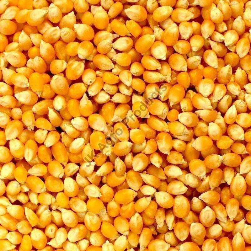Natural Yellow Maize Seeds, for Animal Feed, Human Consumption, Packaging Type : PP Bags