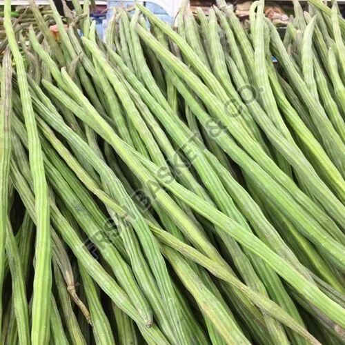 Green Natural Moringa Drumsticks, for Cooking, Style : Fresh