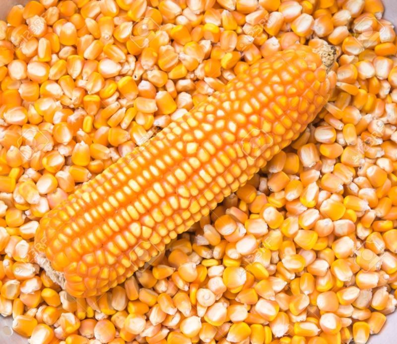 Common Yellow Maize, Packaging Type : Plastic Packet