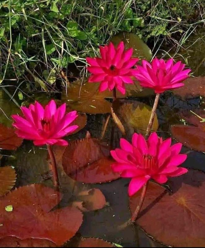 red flower water lily plant
