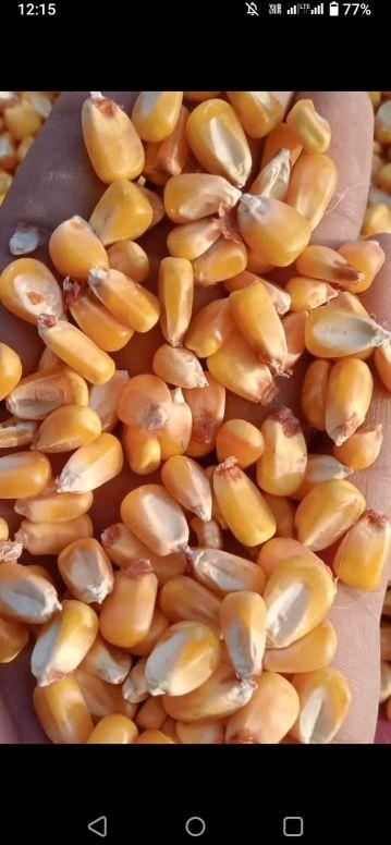 Yellow Maize Seeds, for Making Popcorn, Certification : Iso Certified