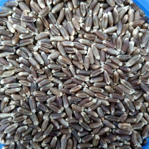 Black Wheat Seeds