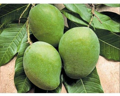 Green Organic Raw Mango, for Making Pickle, Food Processing, Packaging Size : 20 kg