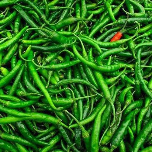 Natural Indian Green Chilli, for Cooking, Feature : Hygienic, Optimum Freshness
