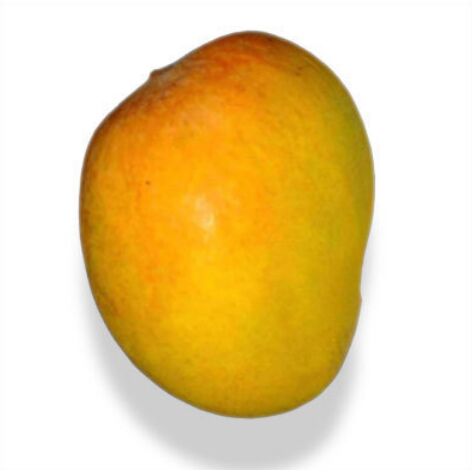 Organic Totapuri Mango, For Human Consumption, Packaging Size : 20kg