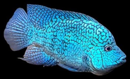 herichthys carpintis fish