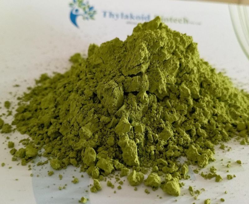 Curry leaves powder, for Medicines, Color : Green