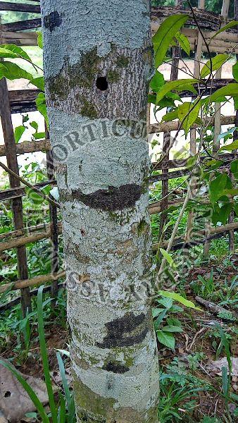 agarwood plants