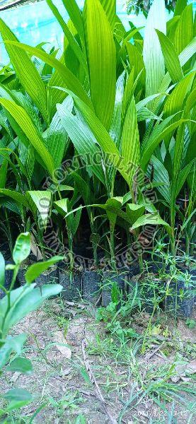 Areca Nut Sumangala Plant