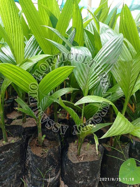 Arecanut Mangala Inter C Plant