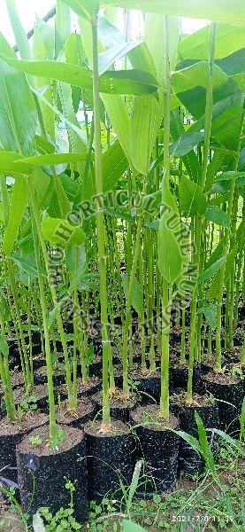 Bamboo Plants