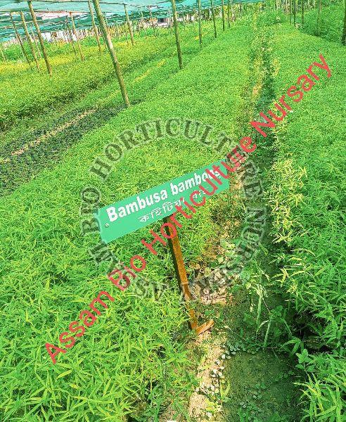 Bambusa Balcooa Plant, Length : 10-20ft