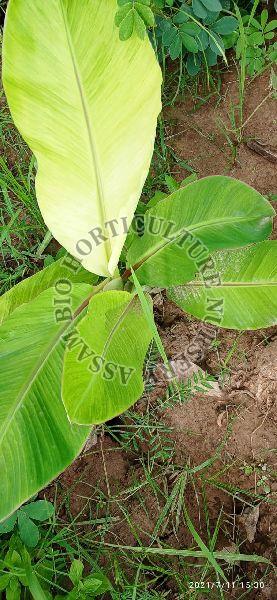 Organic Banana Muluk Plant, for Human Consumption, Color : Green