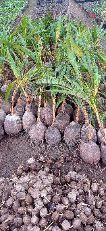 Coconut Hibrid Headnam variety