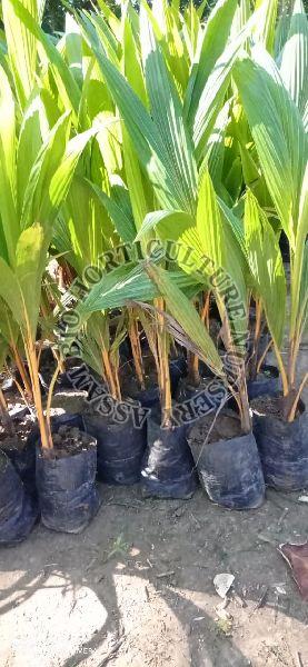 Soft Organic Coconut Kerala Plant, for Fruit, Feature : Good Taste