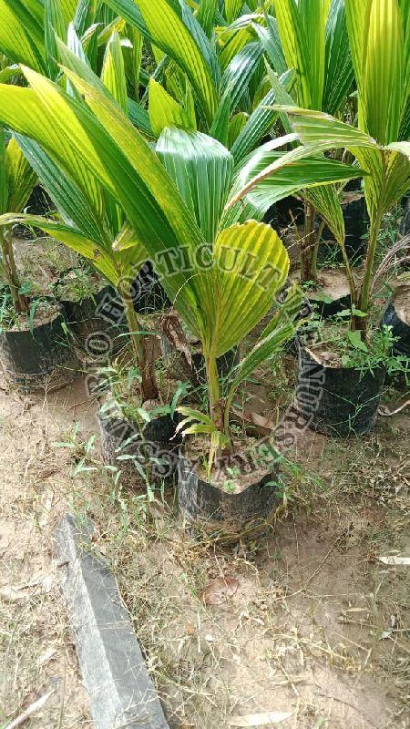 Coconut Malaycian hibrid Dwarf plant