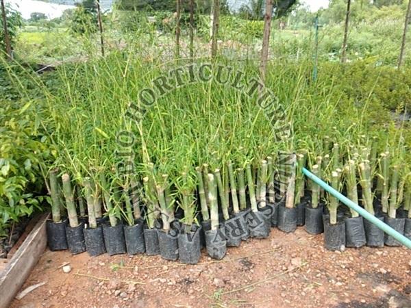 Dendrocalamus Strictus Bamboo Plant, Length : 10-20ft