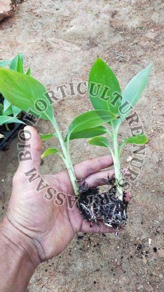 G9 Banana Plant, Color : Green