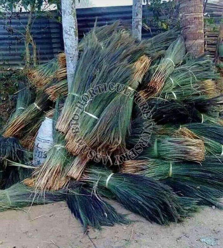 Grass brooms, for Cleaning, Pattern : Plain