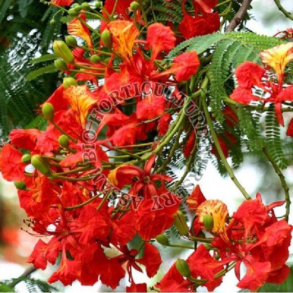 Organic Gulmohar Flower Plant, for Plantation