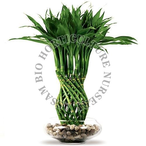 Lucky Bamboo Plant, for Home Decoration, Length : 0-10ft
