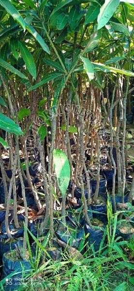 Mango Amrapali Plant, Color : Green