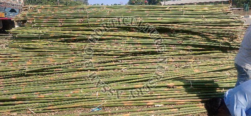 Muli bamboo pol, for Home, Length : 10-20ft