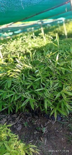 Newton Bamboo Plant